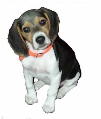 Don't let your dog drive you crazy train your dog and teach him more efficiently with this AV presentation to communicate with your dog like never before.